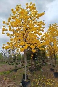Premium Handroanthus Chrysanthus (Golden Trumpet Tree) - immagine 2