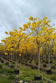 Premium Handroanthus Chrysanthus (Golden Trumpet Tree) - immagine 3