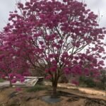 Premium Handroanthus Impetiginosus (Purple‑Pink Trumpet Tree)