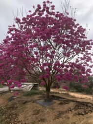 Premium Handroanthus Impetiginosus (Purple‑Pink Trumpet Tree)