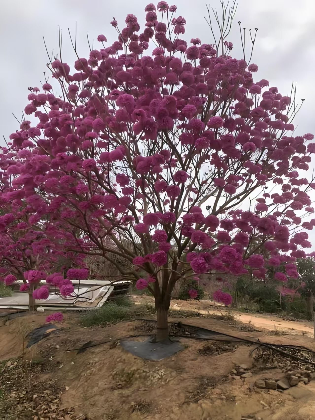 微信图片_20260823171336_303_5 Premium Handroanthus Impetiginosus (Purple‑Pink Trumpet Tree) - Image 1