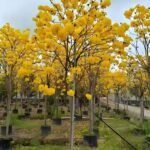 Premium Handroanthus Chrysanthus (Golden Trumpet Tree)
