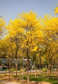 Premium Handroanthus Chrysanthus (Golden Trumpet Tree) - immagine 4