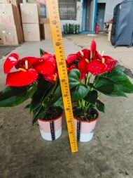 Premium Hydroponic Anthurium Andraeanum (Flamingo Flower) - Image 2