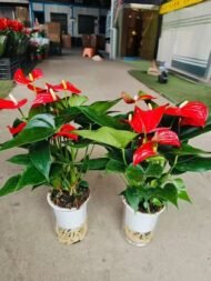 Premium Hydroponic Anthurium Andraeanum (Flamingo Flower) - Image 3